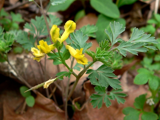 {Corydalis flavula}